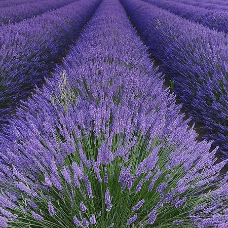 Fattoria Belvedere * Bellaria – Igea Marina