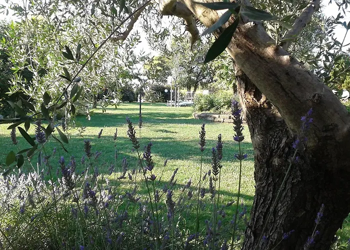 Fattoria Belvedere Bauernhof