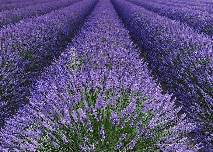 Fattoria Belvedere * Bellaria-Igea Marina